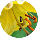 Silke L. Profilbild